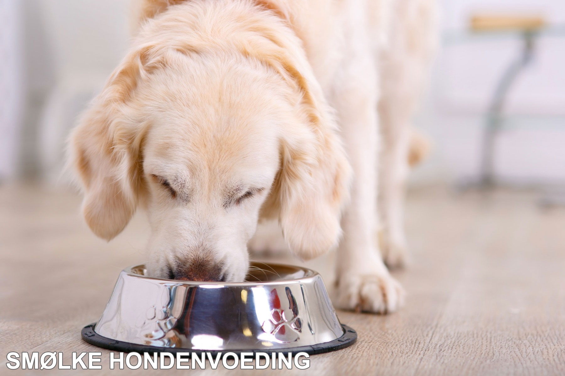 Smolke hondenvoer