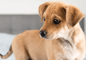 Voor Honden