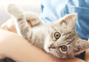 Voor Katten