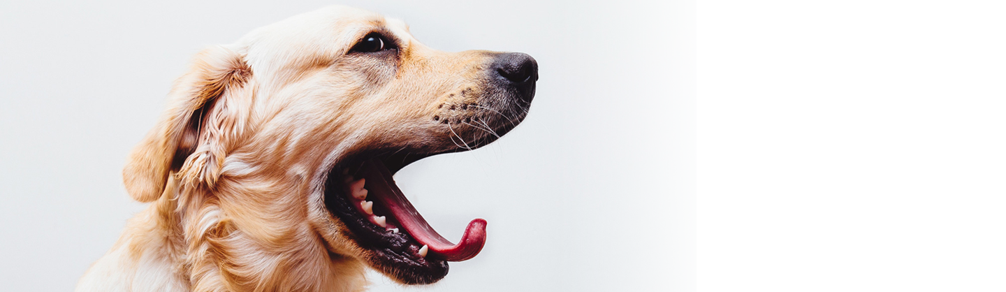 Ebook gebit hond Ebook gebit hond