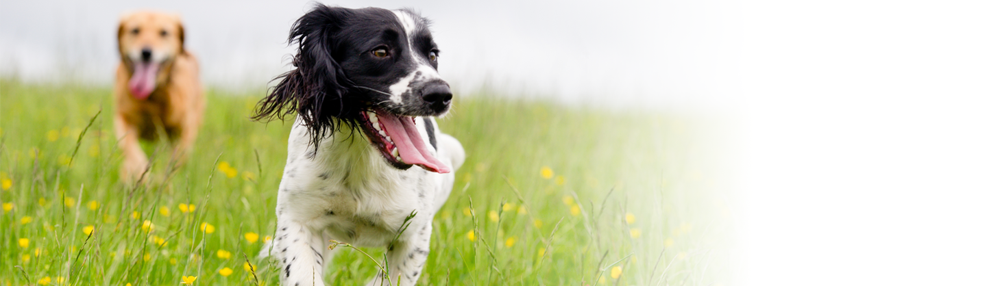 Ebook vlooien hond Ebook vlooien hond
