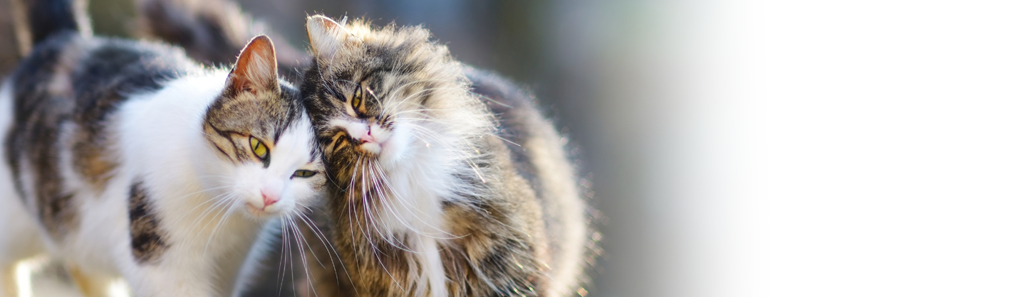 Ebook Vlooien Kat