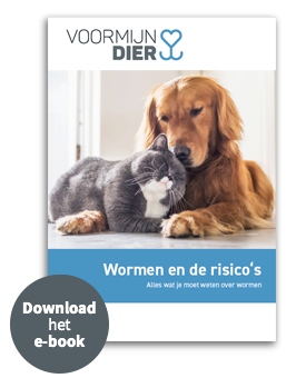 Heeft mijn kat wormen?
