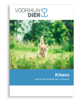 Kitten