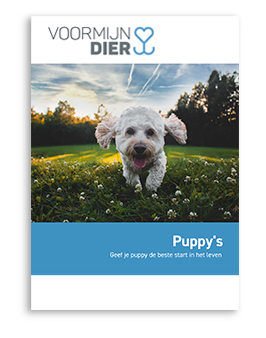 Puppy