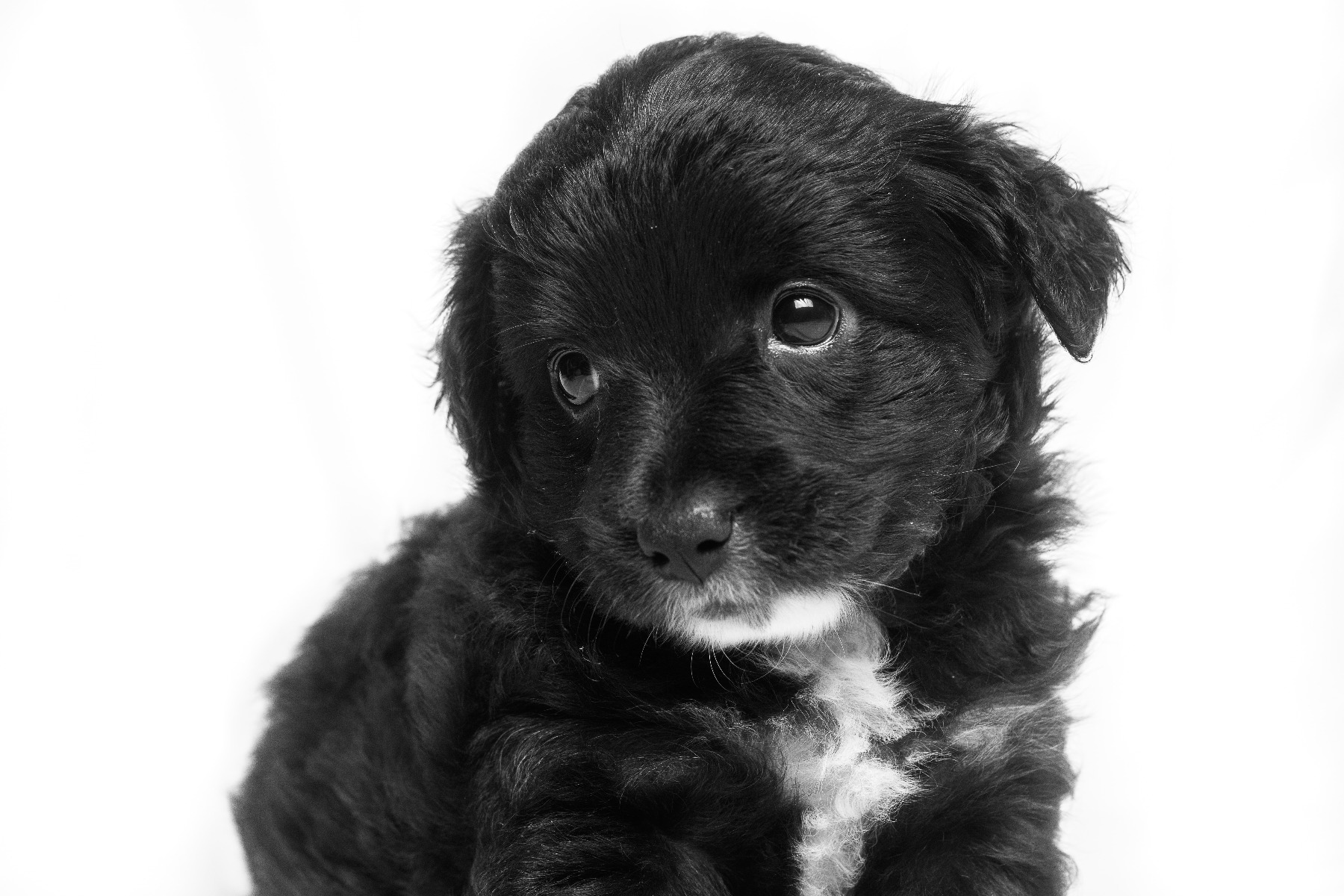 Pups