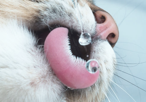 blaasgruis kat